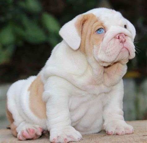 How much do Bulldog puppies cost in Chattanooga, TN Prices may vary based on the breeder and individual puppy for sale in Chattanooga, TN. . English bulldogs puppies near me
